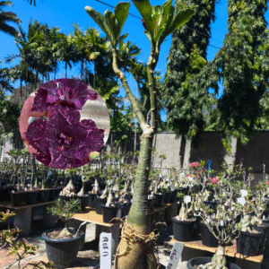 1908 17  Rosa do Deserto Céu Estrelado