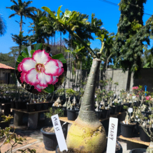 1908 15  Rosa do Deserto Disney