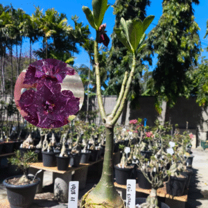 1908 11  Rosa do Deserto Céu Estrelado
