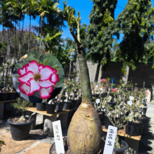 1908 09 Rosa do Deserto Disney