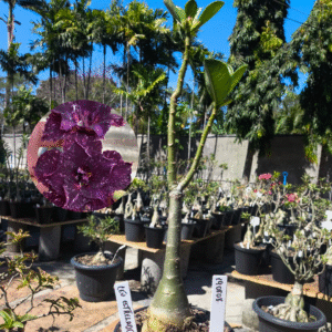 1908 08 Rosa do Deserto Céu Estrelado
