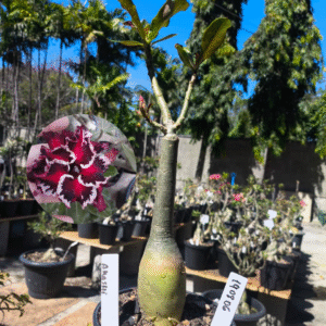 1908 06 Rosa do Deserto Akachi