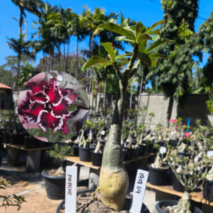 1908 04 Rosa do Deserto Akachi