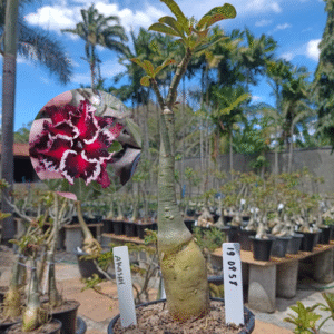 1908 58 Rosa do Deserto Akachi