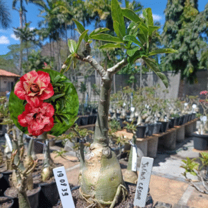 1908 39 Rosa do Deserto Julius Cesar