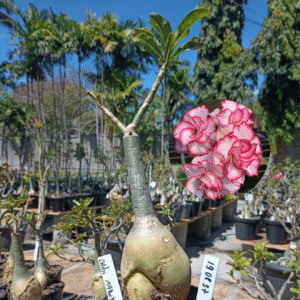 1908 37 Rosa do Deserto Chibi Maruko