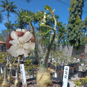 1908 36 Rosa do Deserto Variegata Porcelana 2