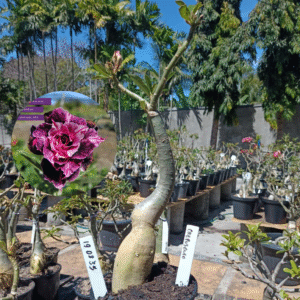 1908 35 Rosa do Deserto Crepusculo