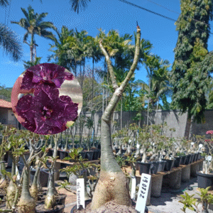 1908 32 Rosa do Deserto Céu Estrelado