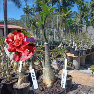 1908 26 Rosa do Deserto Julius Cesar