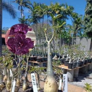 1908 23 Rosa do Deserto Céu Estrelado