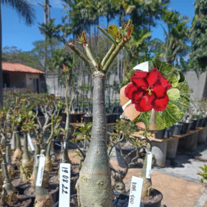 1908 22 Rosa do Deserto Variegata 500