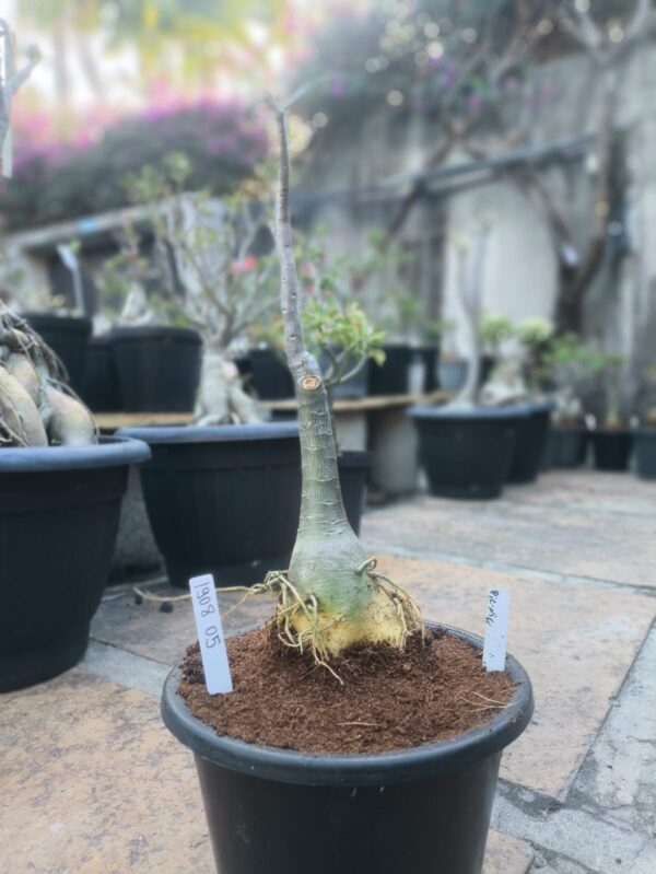 1908 05 Big Caudex Rosa do Deserto Pic nic - Imagem 2