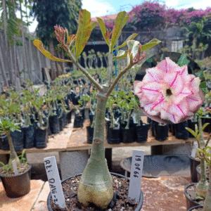 1908 66 Rosa do Deserto Rei Davi 2