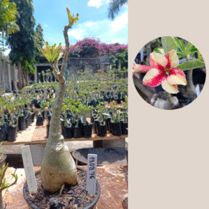 1908 76 Rosa do Deserto Star Cluster