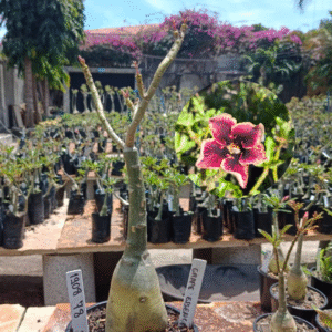 1908 78 Rosa do Deserto Grape Essence