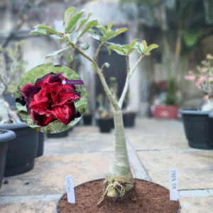 1908 04 Big Caudex Rosa do Deserto Loulan