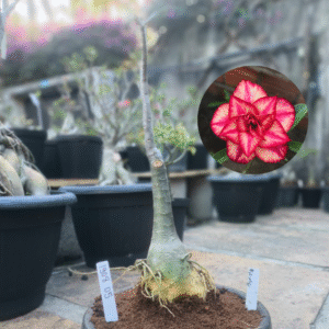 1908 05 Big Caudex Rosa do Deserto Pic nic