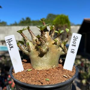 2008 18 Arabicum Hulk 12 meses Vitrine