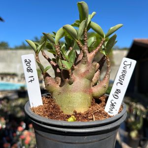 2008 17 Arabicum Jurassic Red Skin 12 meses Vitrine