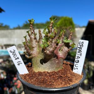 2008 16 Arabicum Spartacus Red Skin 12 meses Vitrine