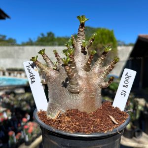 2008 15 Arabicum Tundra 12 meses Vitrine