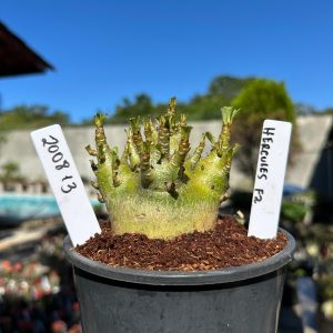 2008 13 Arabicum Hercules F2 12 meses Vitrine