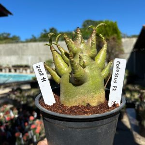 2008 11 Arabicum Colossus F2 12 meses Vitrine