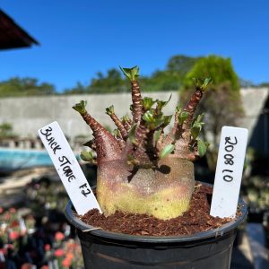 2008 10 Arabicum Black Stone F2 12 meses Vitrine