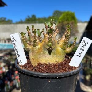 2008 09 Arabicum Tomahawk F2 12 meses Vitrine