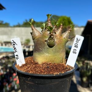 2008 08 Arabicum Tanos F2 12 meses Vitrine