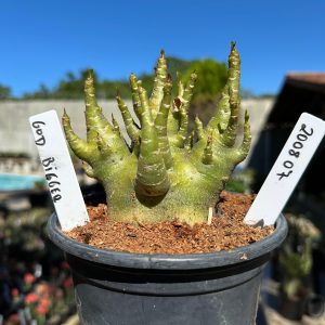 2008 07 Arabicum God Bigger F2 12 meses Vitrine