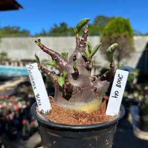 2008 04 Arabicum Ragnarok Black F2 12 meses Vitrine