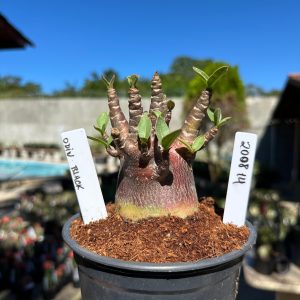 2008 14 Arabicum Odin Black F2 12 meses Vitrine