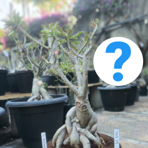 1908 07 Baobá Id Misterioso