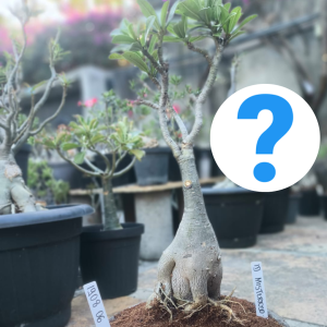 1908 06 Baobá Id Misterioso