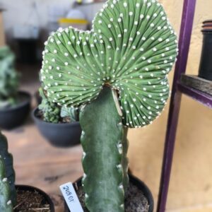 2108 01 Cacto Pachyceraus Marginatus F. Cristata