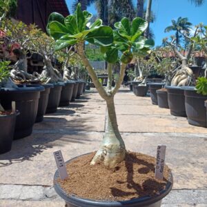 2108 19 Rosa do Deserto Cristata Medusa. Amarela Cristata