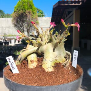 2108 03 Arabicum Minotauro - Adulta