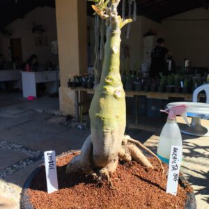 2108 01 Big Anchieta