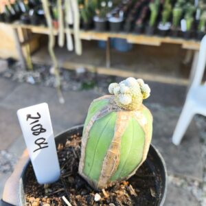 2108 04 Cacto Blossfeldia liliputana