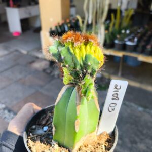 2108 03 Cacto Cereus peruvianus var. monstruoso f. variegatus