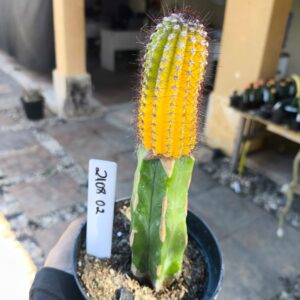 2108 02 Cacto Cipocereus Bradei Variegata