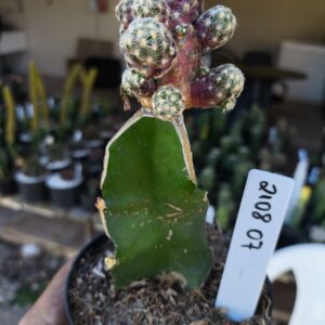 2108 07 Cacto Mammillaria Theresae