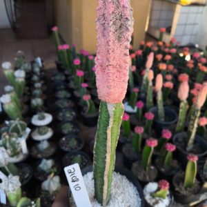 2108 10 Cacto Euphorbia Abdelkuri