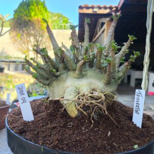 2108 04 Arabicum Triceraptor - Adulta