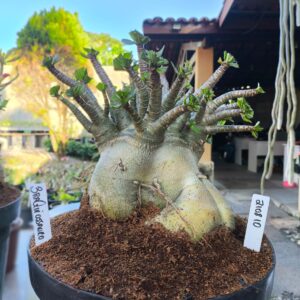 2108 10 Arabicum Braquiossauro - Adulta