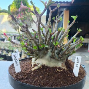 2108 12 Arabicum Spartacus - Adulta