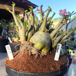 2108 15 Arabicum Overload - Adulta