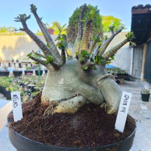 2108 14 Arabicum Atlas - Adulta